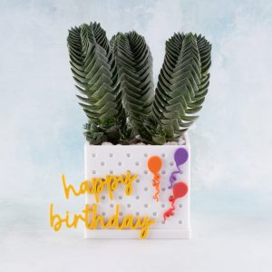 crassula buddahs temple white birthday snappy pot for succulents