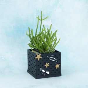 graduation shapes snaps on 3 inch black snappy pot with succulent