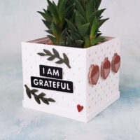 White snappy pot planted with haworthia succulent i am grateful acorns