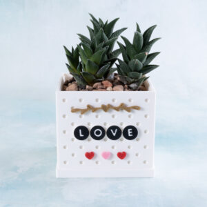 love gold border succulents snappy planter hearts