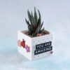 haworthiopsis planted in magnetic snappy planter pot
