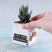 Sliding haworthia liner into magnetic snappy planter