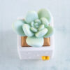 light green succulent fidget clicker toy snappy pots top