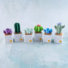 six cactus and succulents fidget toys clicker snappy pots