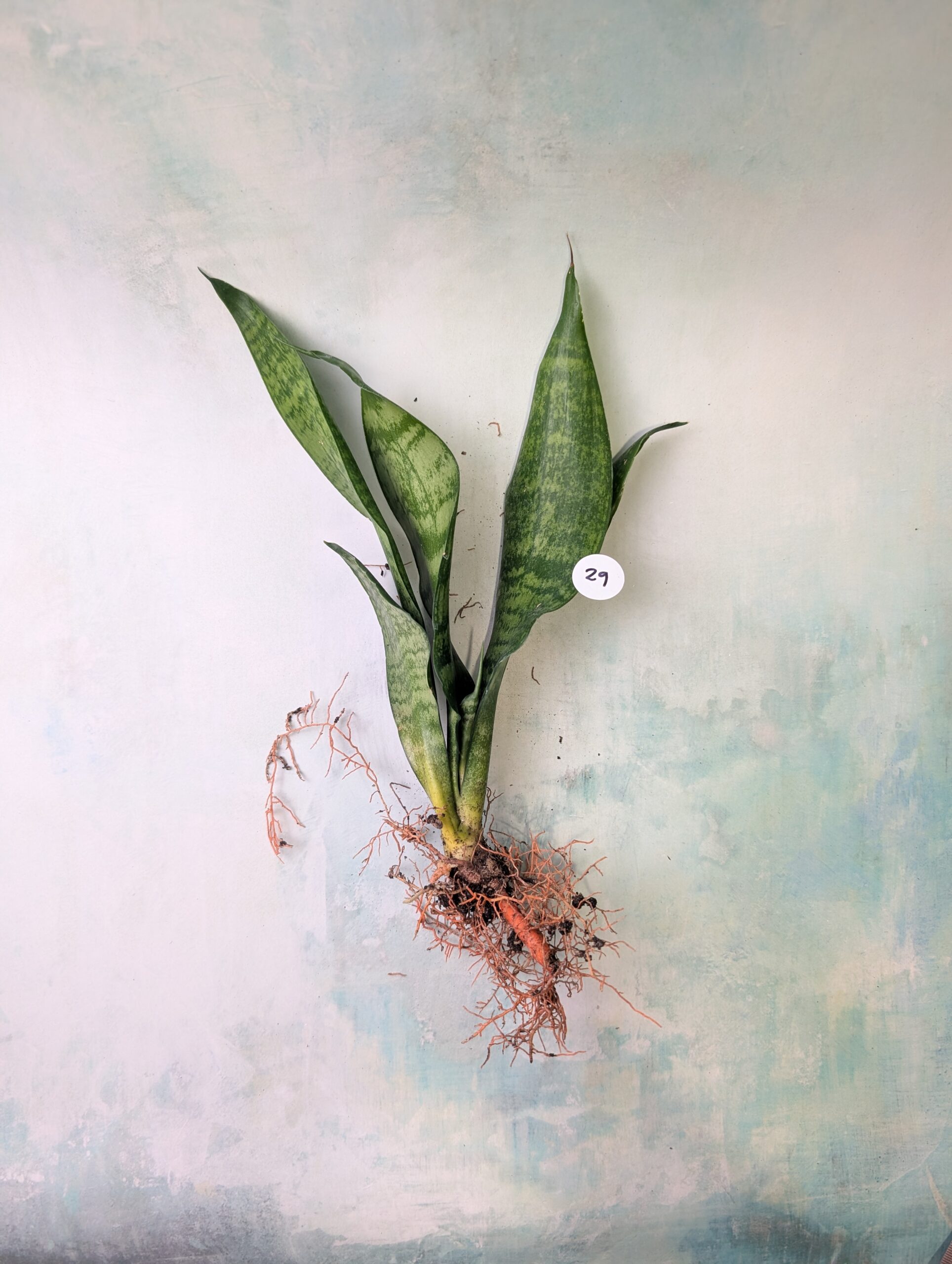 Bare Root Succulents