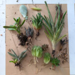 Mystery Succulent pack