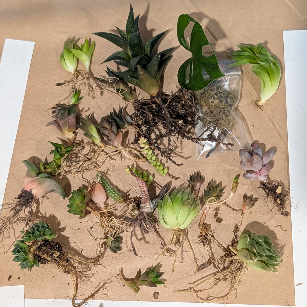 Mystery Succulent Propagation Pack