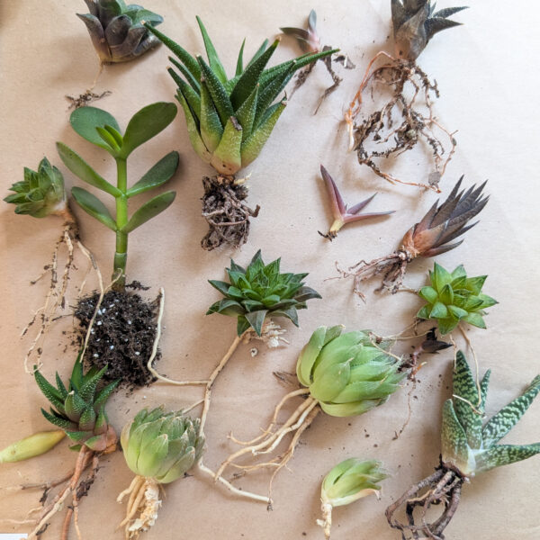 mystery pack succulents