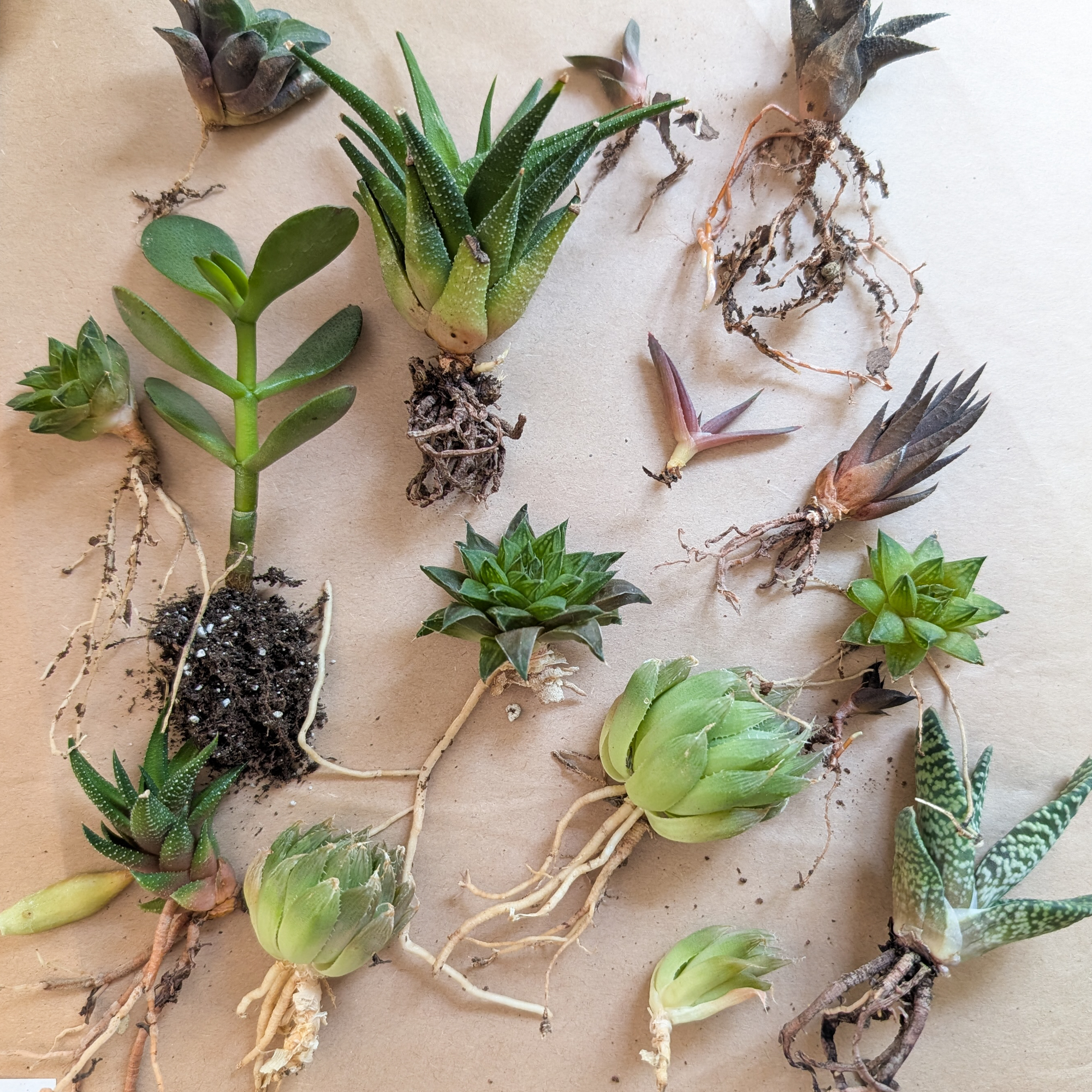 Mystery Succulent Propagation Pack