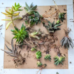 mystery succulent propagation pack