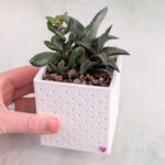 potted succulents classic snappy pot 01