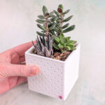 potted succulents classic snappy pot 02