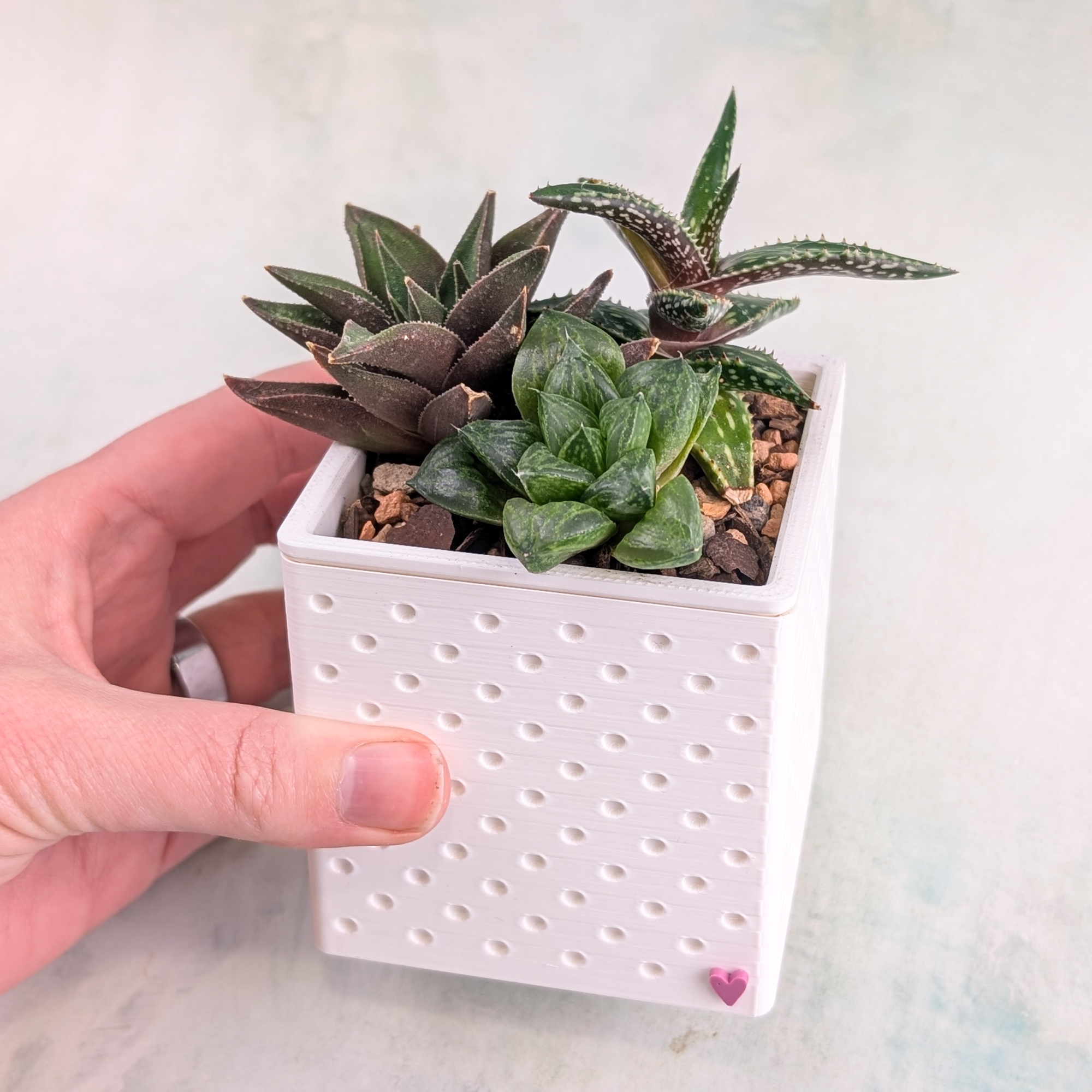 Snappy Pots With Succulents