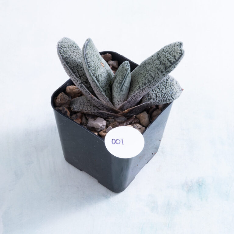 01 2 inch Gasteria succulent in nursery pot number 01