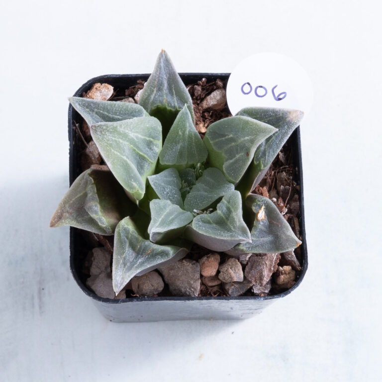 06 2 inch Haworthia pygmaea succulent in nursery pot number 06