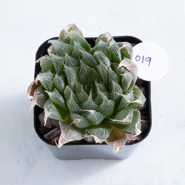 19 2 inch Haworthia variety succulent in nursery pot number 19