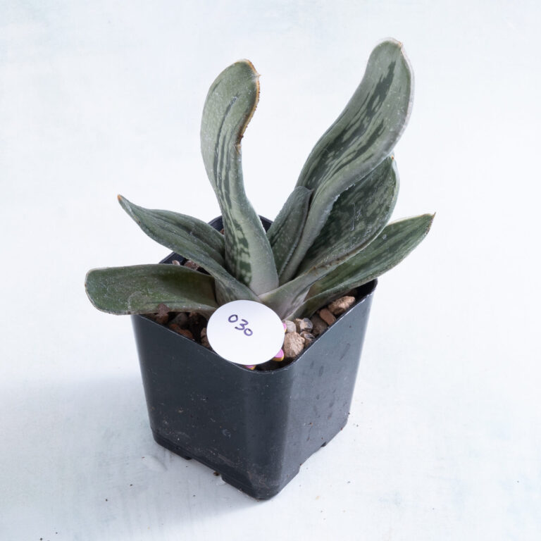 30 2 inch Gasteria variety succulent in nursery pot number 30