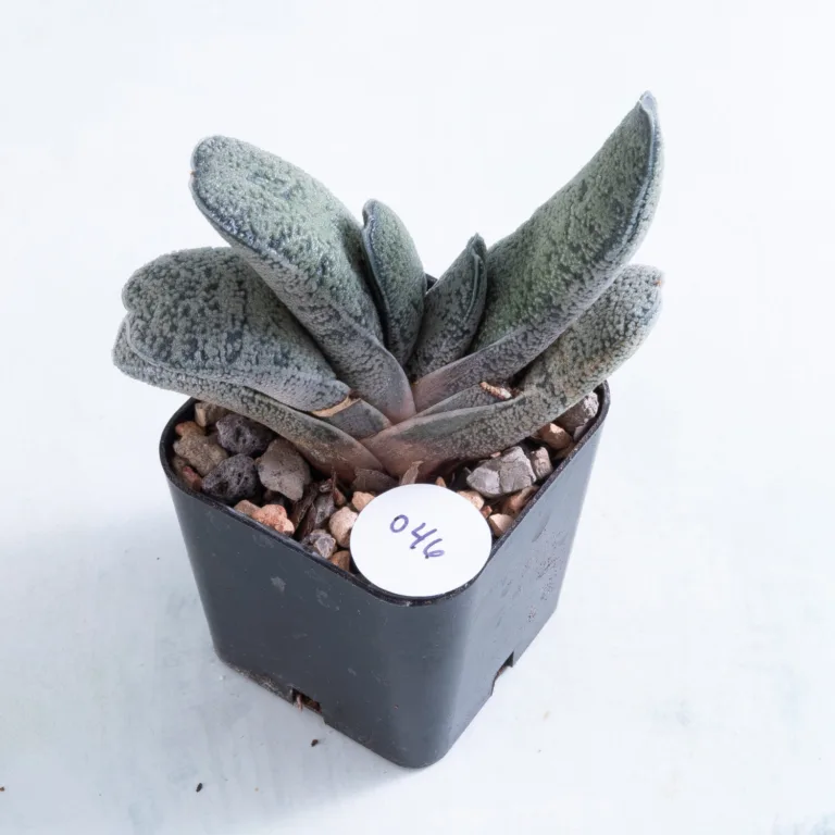 46 2 inch Gasteria baylissiana succulent in nursery pot number 46