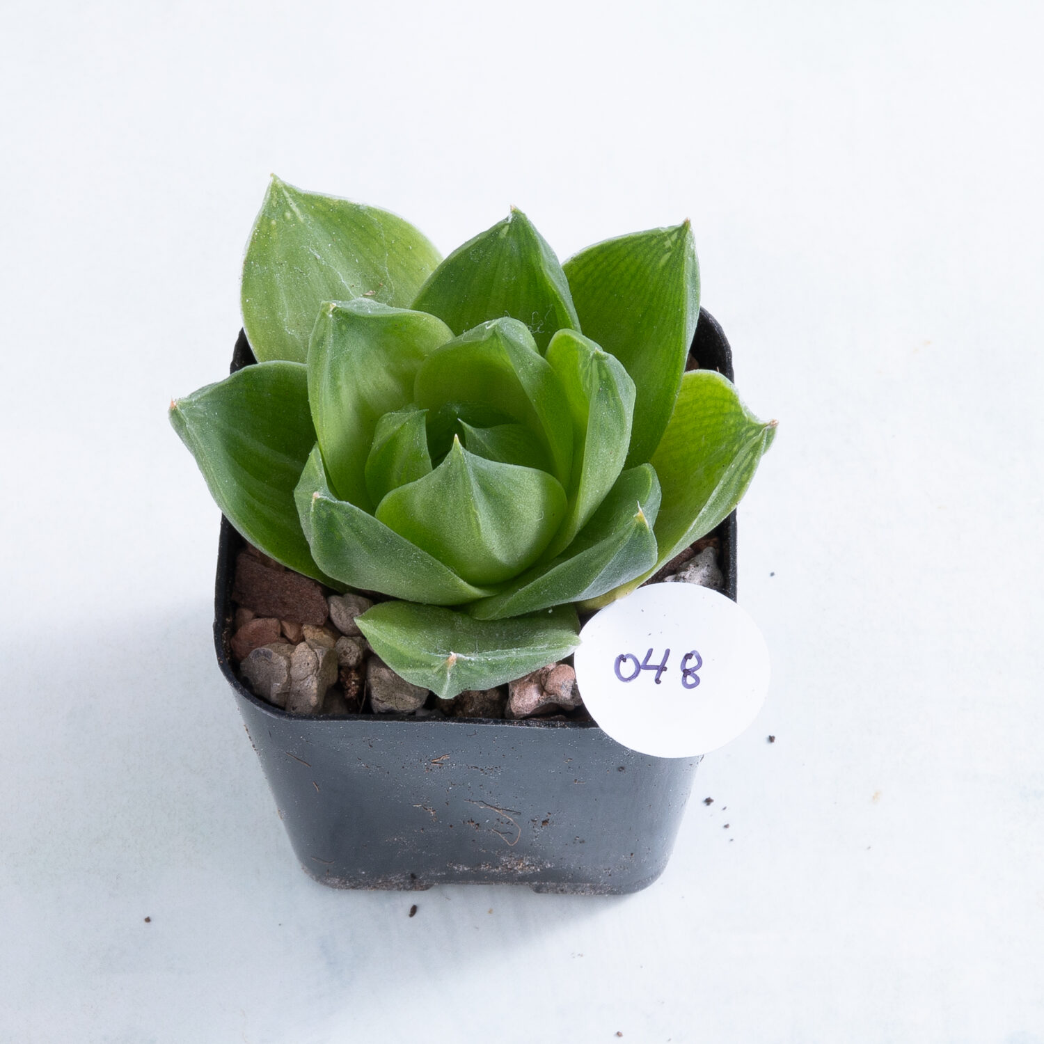 2 inch Haworthia cymbiformis f. planifolia succulent in nursery pot number 48