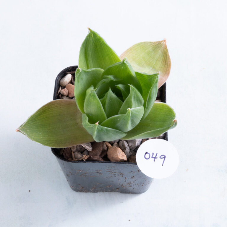 49 2 inch Haworthia cymbiformis f. planifolia succulent in nursery pot number 49