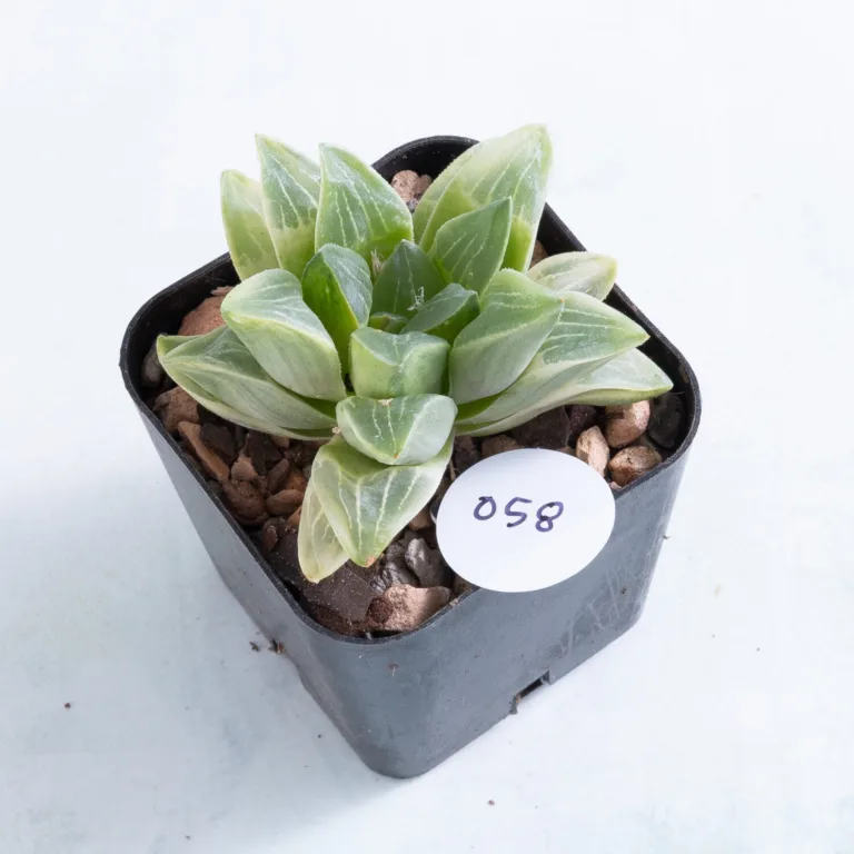 58 2 inch Variegated Haworthia mutica succulent in nursery pot number 58