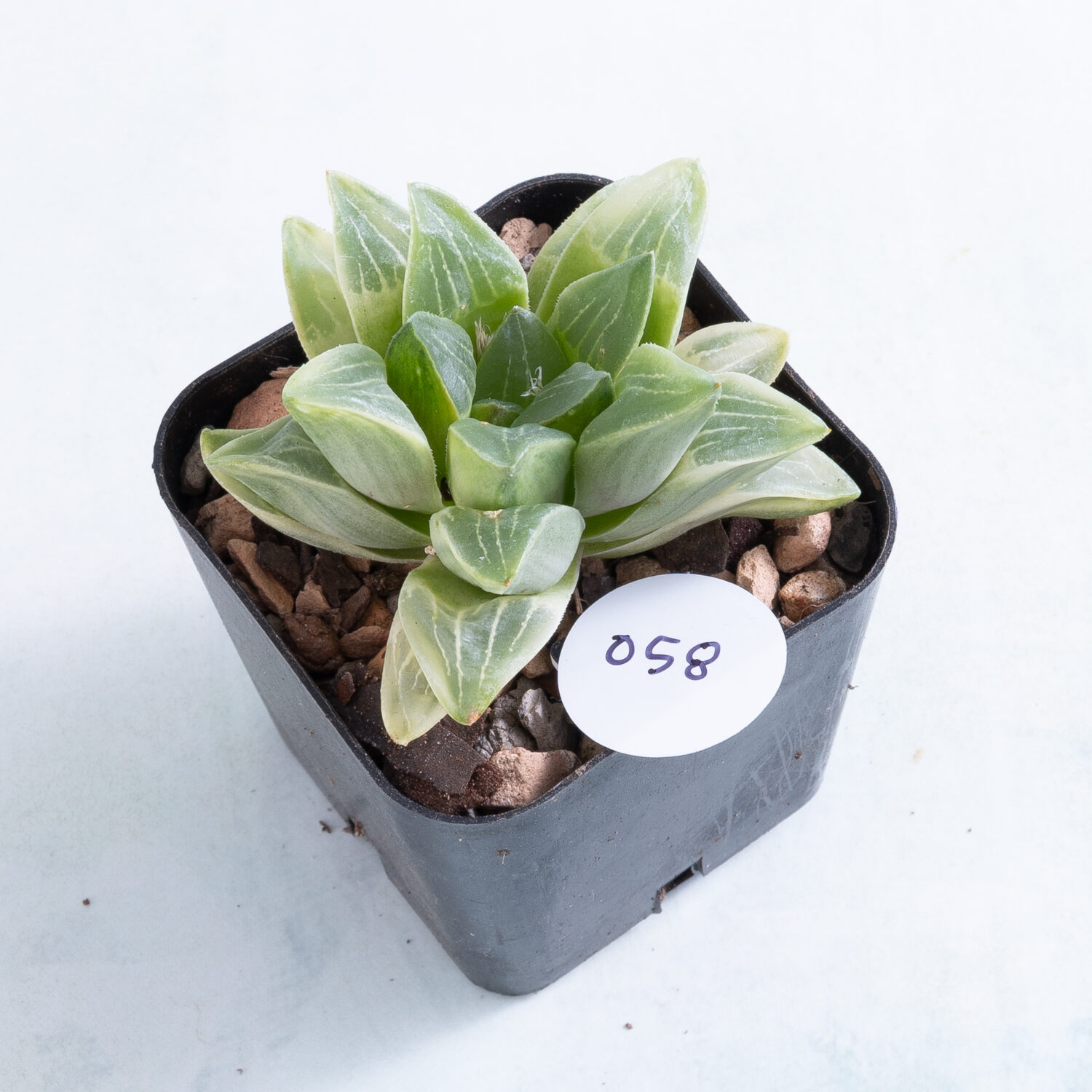 2 inch Variegated Haworthia mutica succulent in nursery pot number 58
