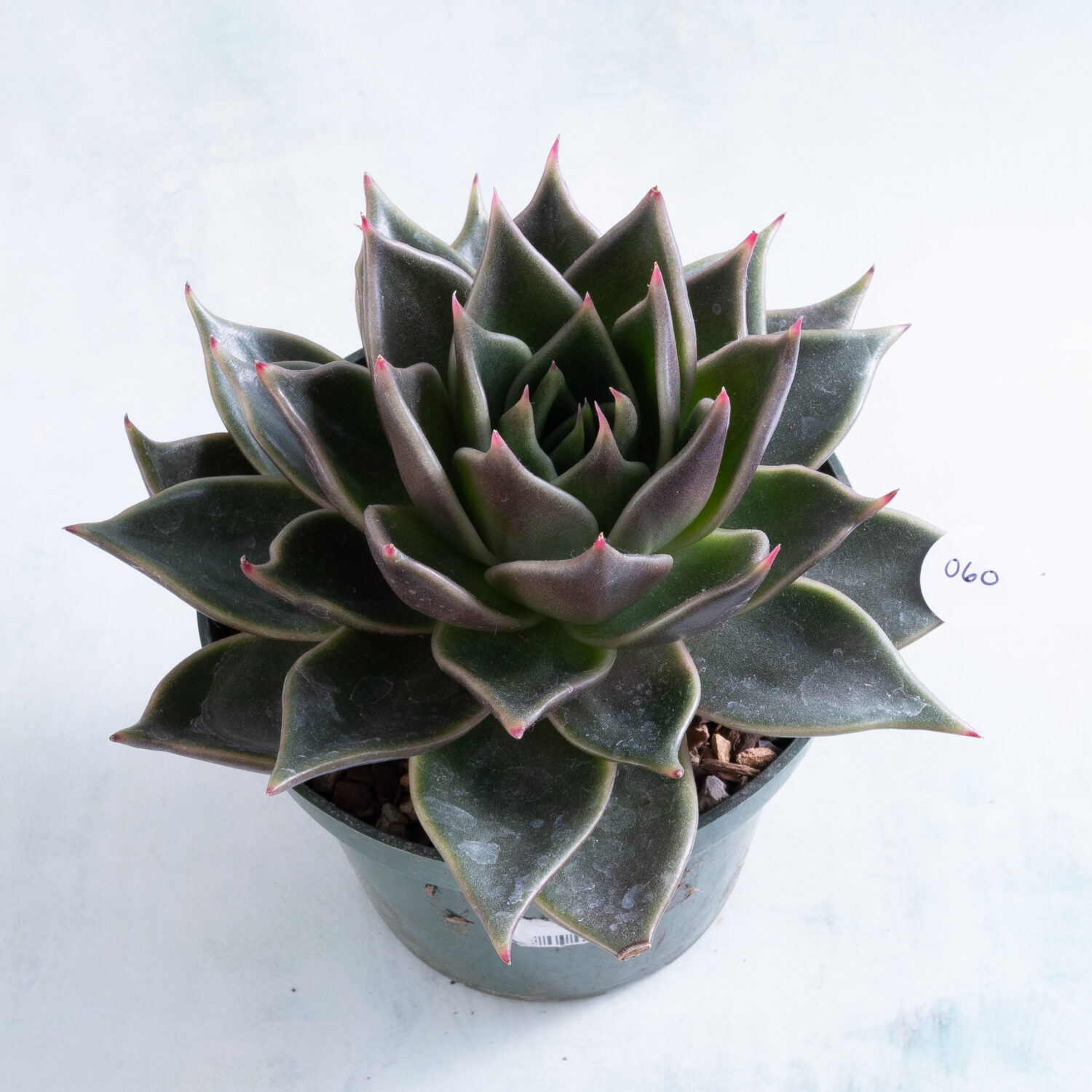 Bare root Echeveria Rosetta Tiara number 60 succulent