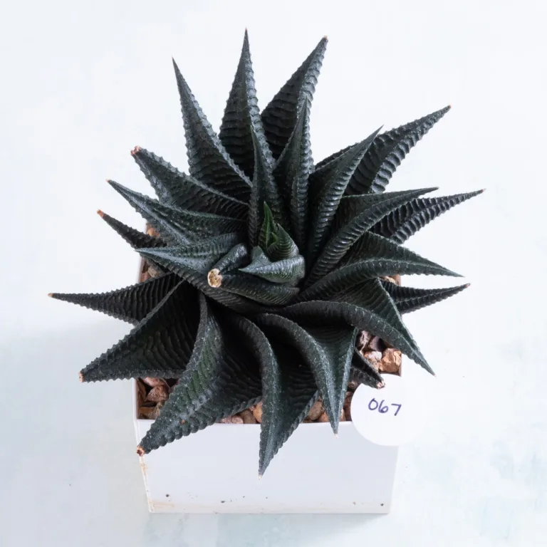 67 1 Bare root Haworthiopsis Twister number 67 succulent