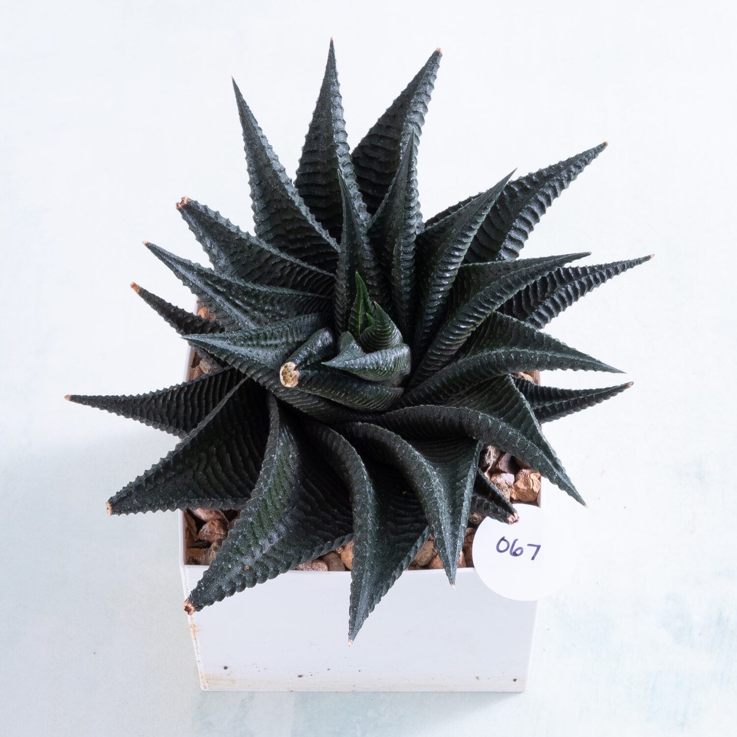 Bare root Haworthiopsis Twister number 67 succulent