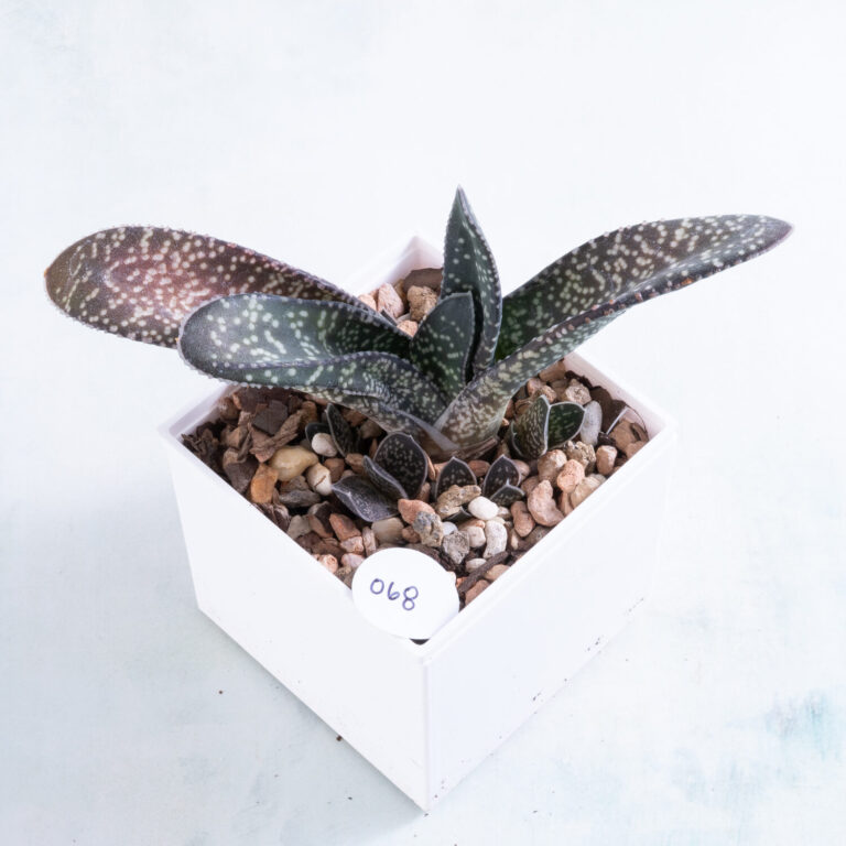 68 Bare root Gasteria bicolor number 68 succulent