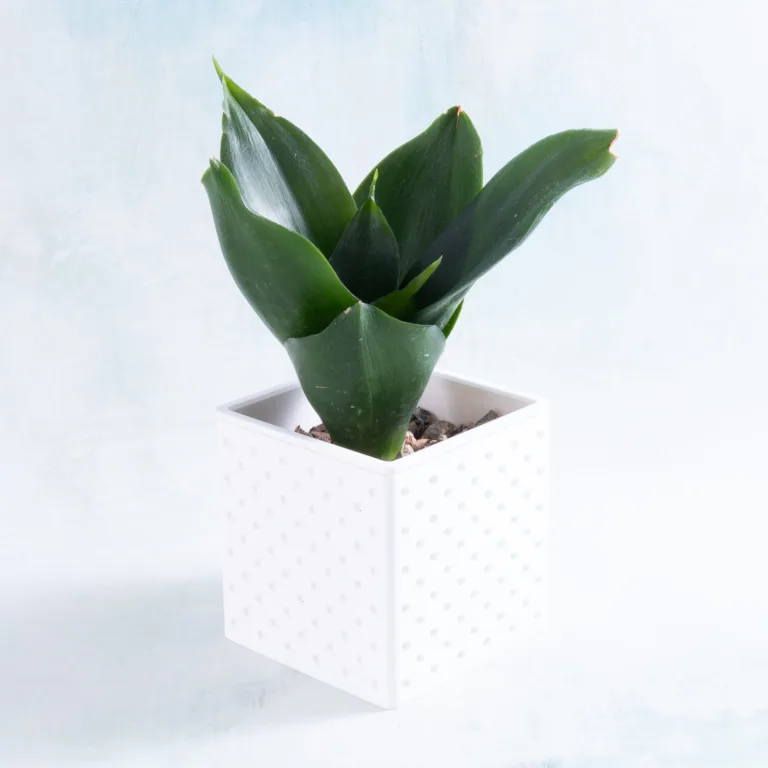 Dracaena black jade hanii 01 Classic Snappy Planter with Dracaena Black Jade Hanii