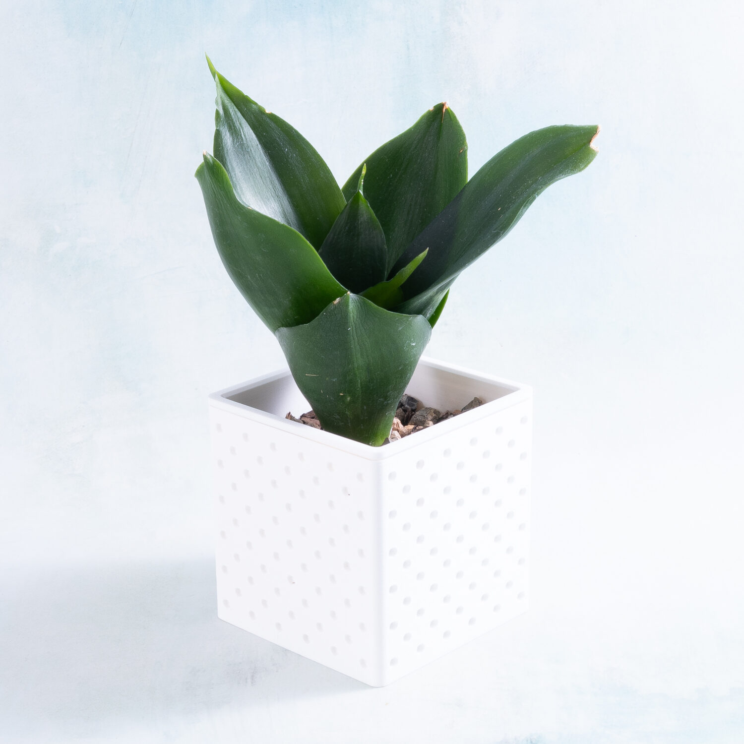 Classic Snappy Planter with Dracaena Black Jade Hanii