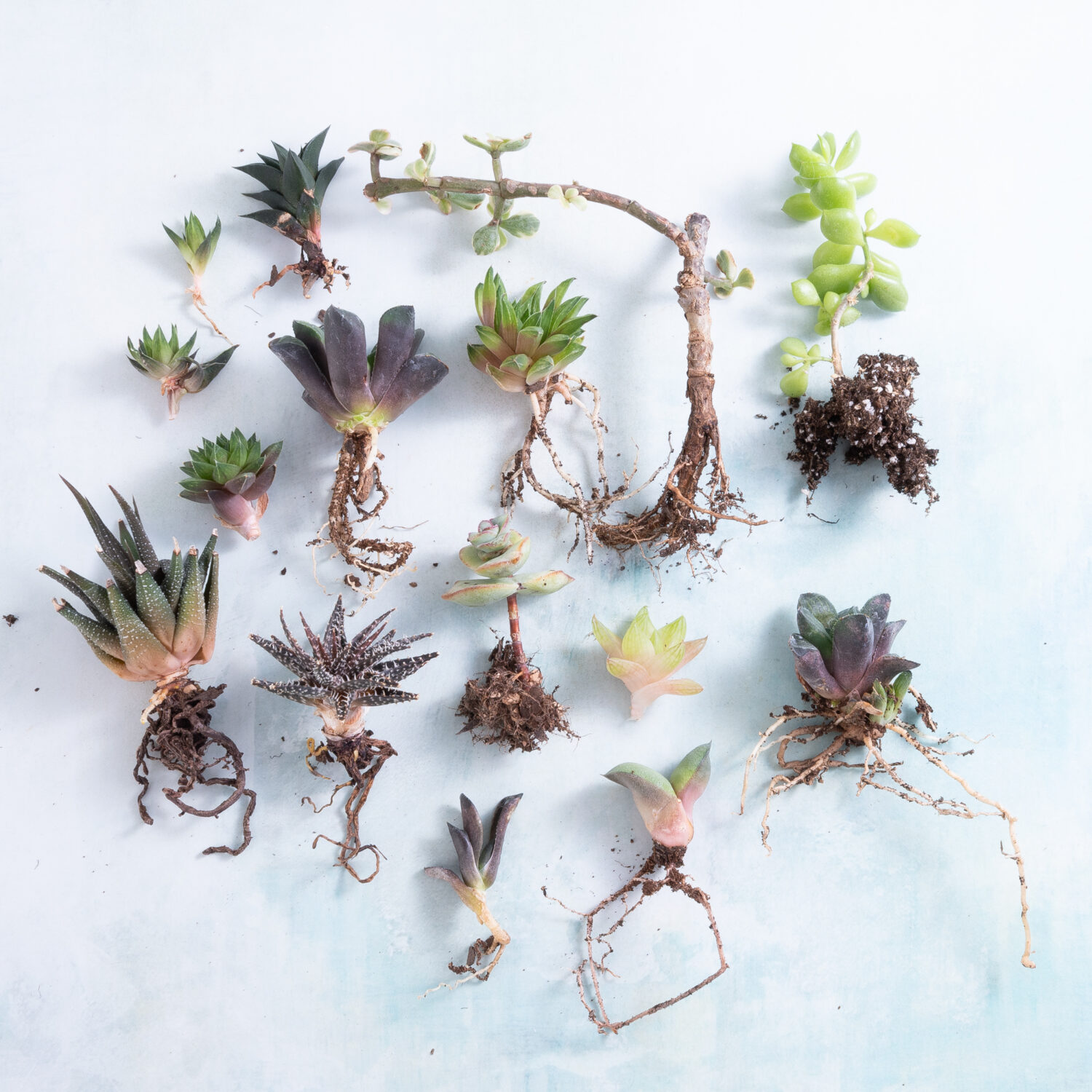 Mystery succulent propagation pack with bare root succulent starts and cuttings